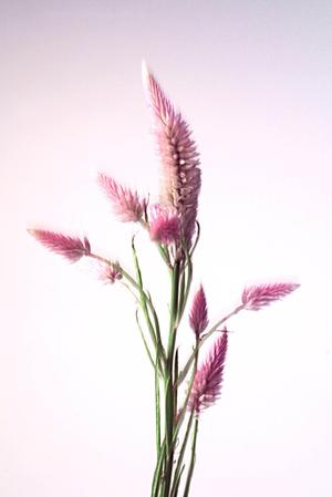 インプラスは本当に効果があるのか